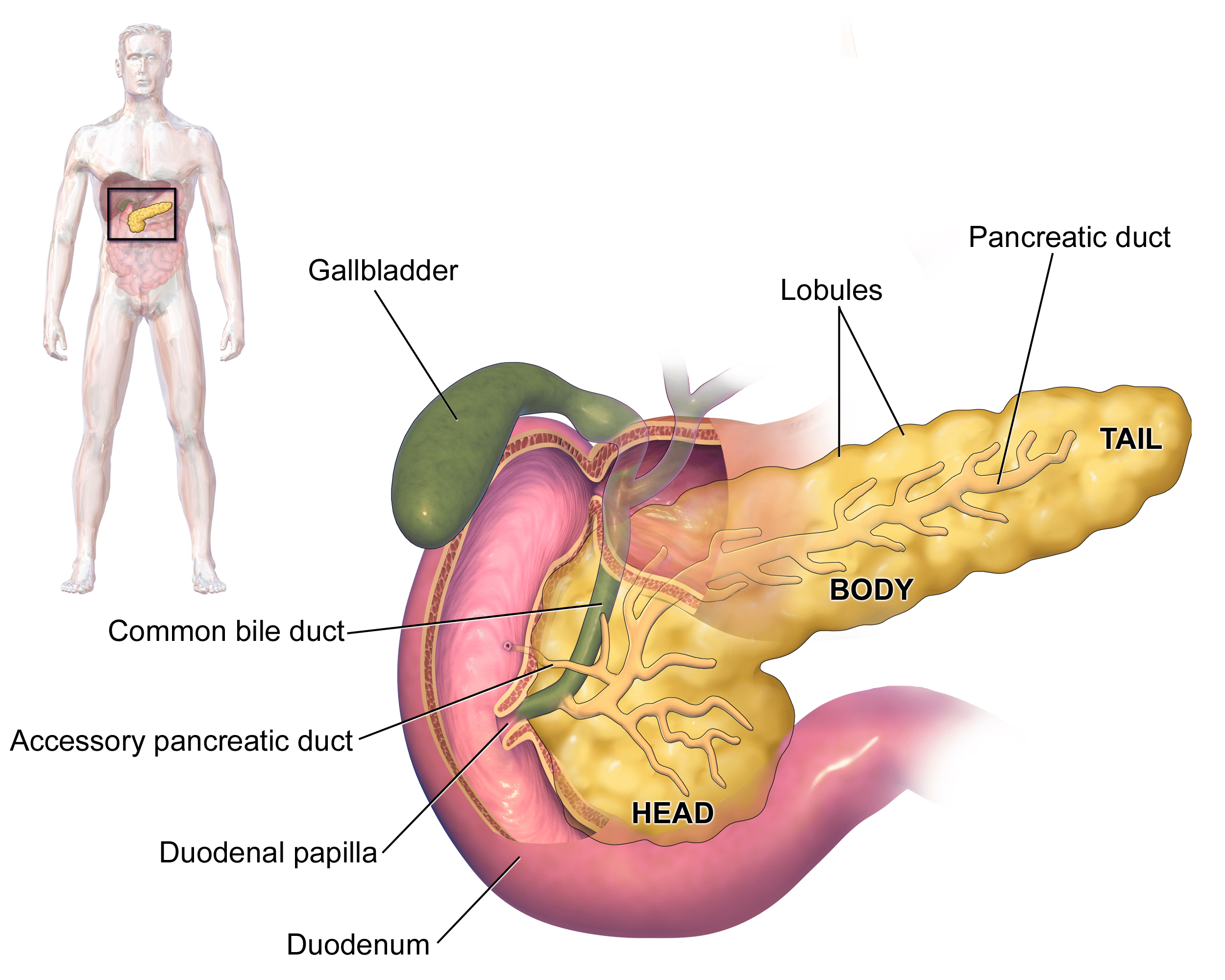Endocrinólogos en Saltillo: Los Especialistas en Diabetes y Tiroides más Recomendados (2026) 1 Anatomía del páncreas - Endocrinólogos en Saltillo