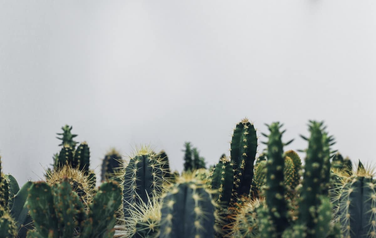 Bodega de flores en Saltillo 2026: dónde comprar flores al mayoreo y menudeo 1 Bodega de flores coloridas en Saltillo — venta al mayoreo y menudeo de flores frescas