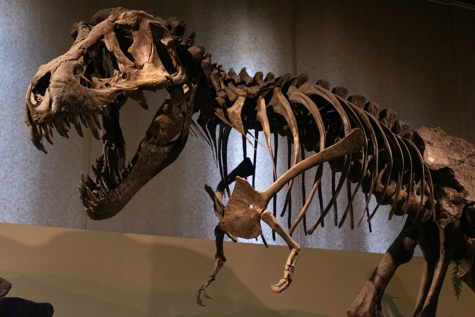 Museo del Desierto en Saltillo: guía completa para tu visita 1 Esqueleto de dinosaurio exhibido en el Museo del Desierto de Saltillo, Coahuila