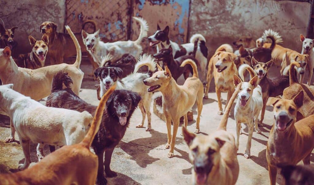 Perritos Abandonados
